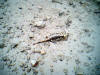 Salamandra kvrnit